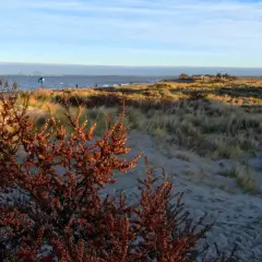 Jesienny spacer po plaży, gdzie nad morze w październiku widać morze, wydmy porośnięte trawą i krzewy z owocami.