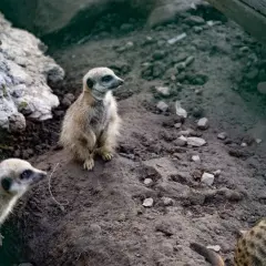 Stojące surykatki w zoo łączna czujnie obserwują otoczenie.