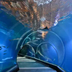 Podwodny tunel w akwarium, gdzie można podziwiać ryby i rekiny. Niezwykłe wrocławskie atrakcje dla dorosłych.
