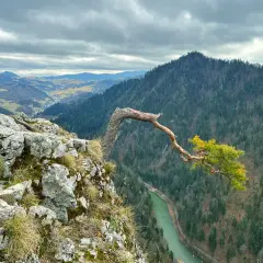 Widok na przełom Dunajca i górzyste krajobrazy. Charakterystyczne drzewo na skale to jedna z malowniczych pieniny atrakcje.