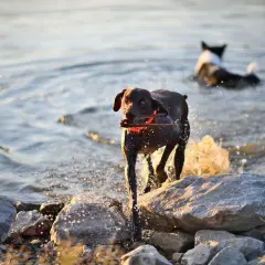 Ciemny pies z patykiem w pysku wychodzi z wody na kamienistą plażę dla psów. W tle inny pies.