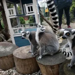 Lemury w mini zoo na Dolnym Śląsku, siedzące na pniach drzew, z zaciekawieniem obserwują zwiedzających.