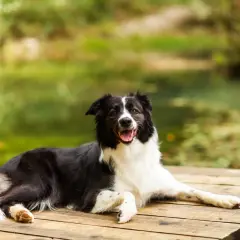 Szczęśliwy pies rasy border collie odpoczywa na drewnianym pomoście. Mazury z psem to idealny pomysł na wakacje.