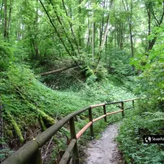 Leśna ścieżka w wąwozie, porośnięta bujną zielenią. Idealne miejsce na spacer i odkrywanie nałęczowskich atrakcji.