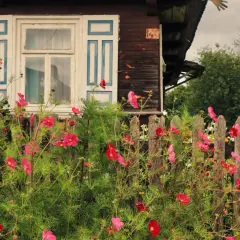 Kwiaty przed domem z otwartymi okiennicami, jakby zapraszając do krainy otwartych okiennic.