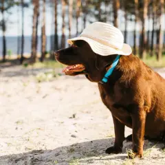 Czekoladowy piesek w słomkowym kapeluszu i niebieskiej obroży siedzi na plaży, gotowy na wycieczkę z psem nad morze.