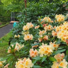Kwiaty rododendronów w Arboretum Lądek Zdrój, ścieżka wśród zieleni.