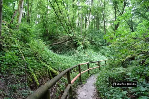 Leśna ścieżka w wąwozie, porośnięta bujną zielenią. Idealne miejsce na spacer i odkrywanie nałęczowskich atrakcji.