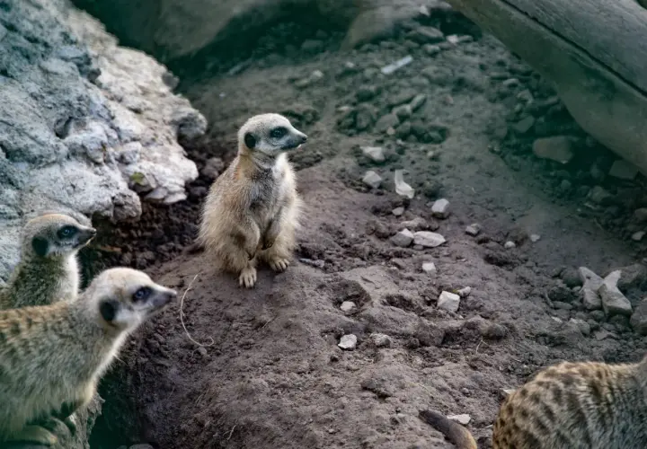 Stojące surykatki w zoo łączna czujnie obserwują otoczenie.