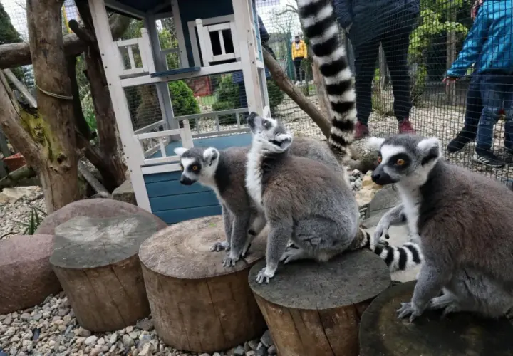 Lemury w mini zoo na Dolnym Śląsku, siedzące na pniach drzew, z zaciekawieniem obserwują zwiedzających.