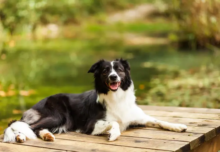 Szczęśliwy pies rasy border collie odpoczywa na drewnianym pomoście. Mazury z psem to idealny pomysł na wakacje.