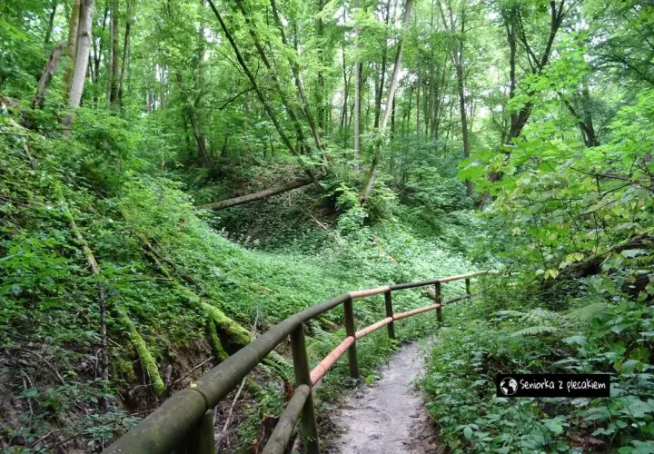 Leśna ścieżka w wąwozie, porośnięta bujną zielenią. Idealne miejsce na spacer i odkrywanie nałęczowskich atrakcji.