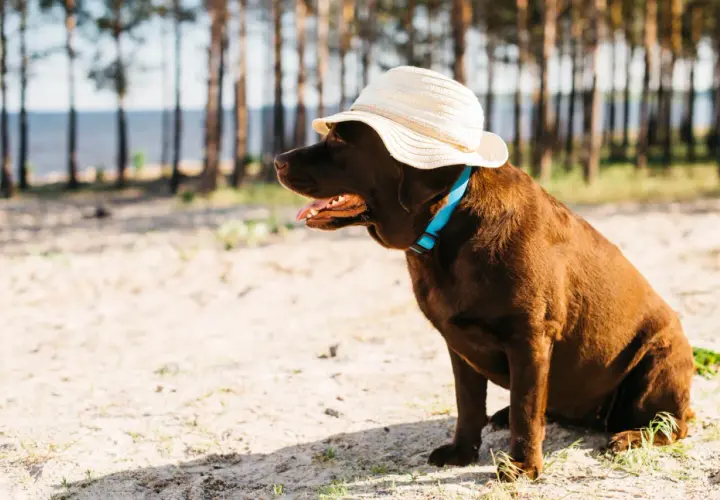Czekoladowy piesek w słomkowym kapeluszu i niebieskiej obroży siedzi na plaży, gotowy na wycieczkę z psem nad morze.
