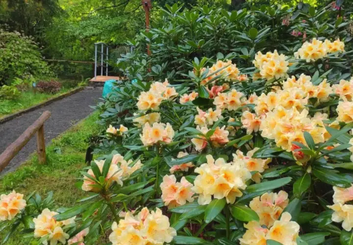 Kwiaty rododendronów w Arboretum Lądek Zdrój, ścieżka wśród zieleni.