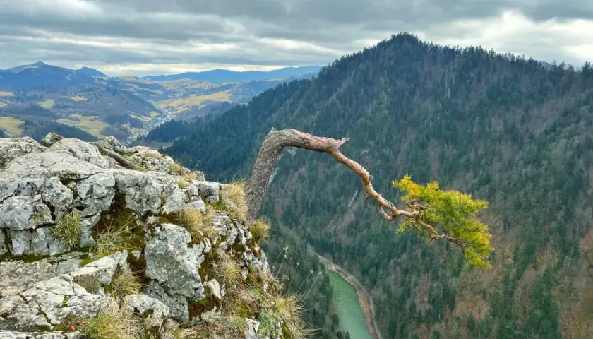Widok na przełom Dunajca i górzyste krajobrazy. Charakterystyczne drzewo na skale to jedna z malowniczych pieniny atrakcje.