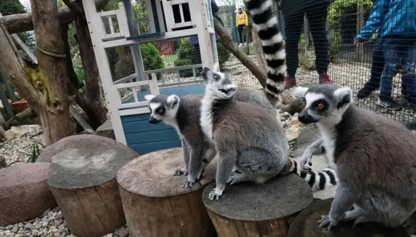 Lemury w mini zoo na Dolnym Śląsku, siedzące na pniach drzew, z zaciekawieniem obserwują zwiedzających.