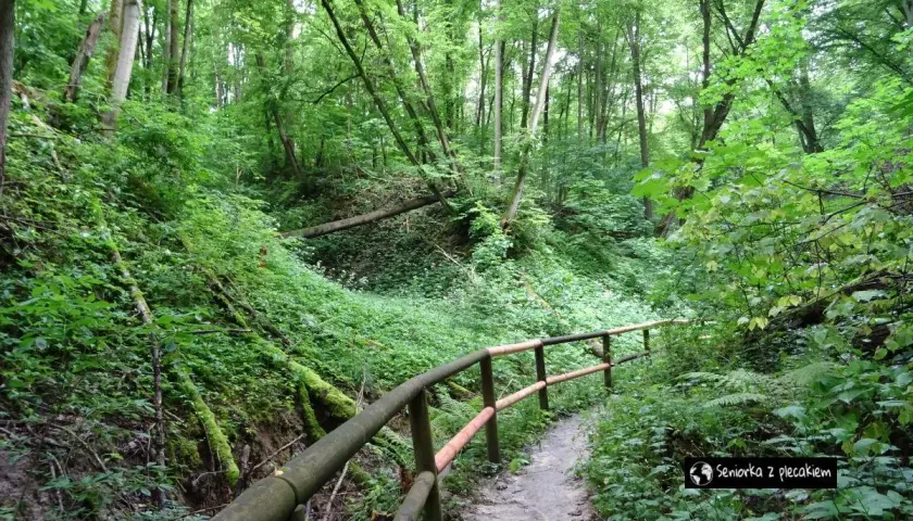 Leśna ścieżka w wąwozie, porośnięta bujną zielenią. Idealne miejsce na spacer i odkrywanie nałęczowskich atrakcji.