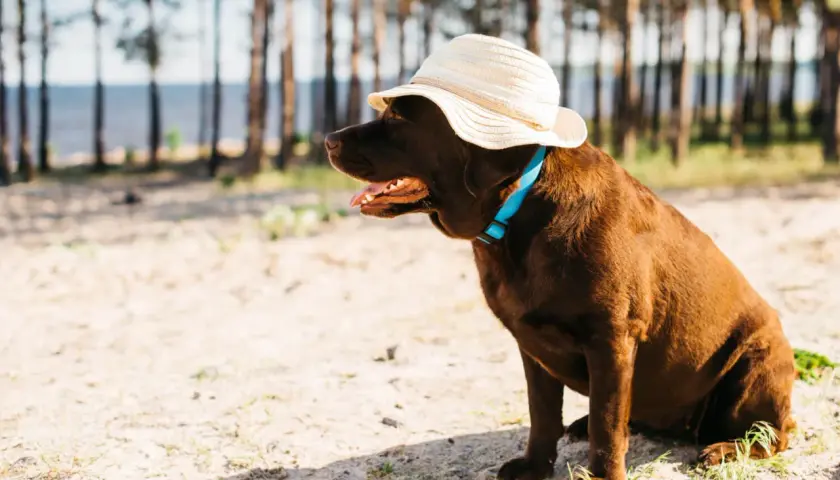 Czekoladowy piesek w słomkowym kapeluszu i niebieskiej obroży siedzi na plaży, gotowy na wycieczkę z psem nad morze.