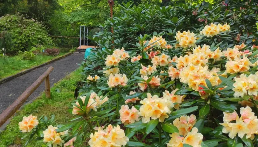 Kwiaty rododendronów w Arboretum Lądek Zdrój, ścieżka wśród zieleni.