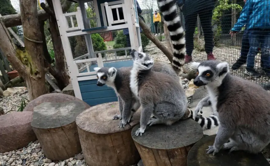 Mini zoo Dolny Śląsk - Gdzie spędzisz 2-4h z dziećmi?