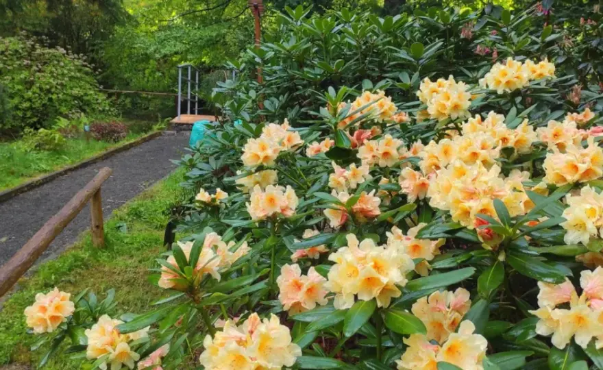 Arboretum Lądek-Zdrój - Kiedy jechać i co zobaczyć?