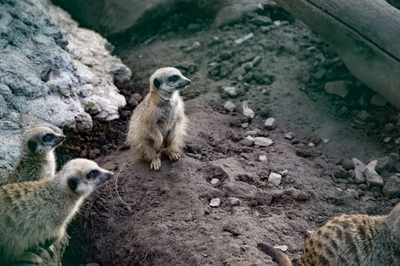 Stojące surykatki w zoo łączna czujnie obserwują otoczenie.