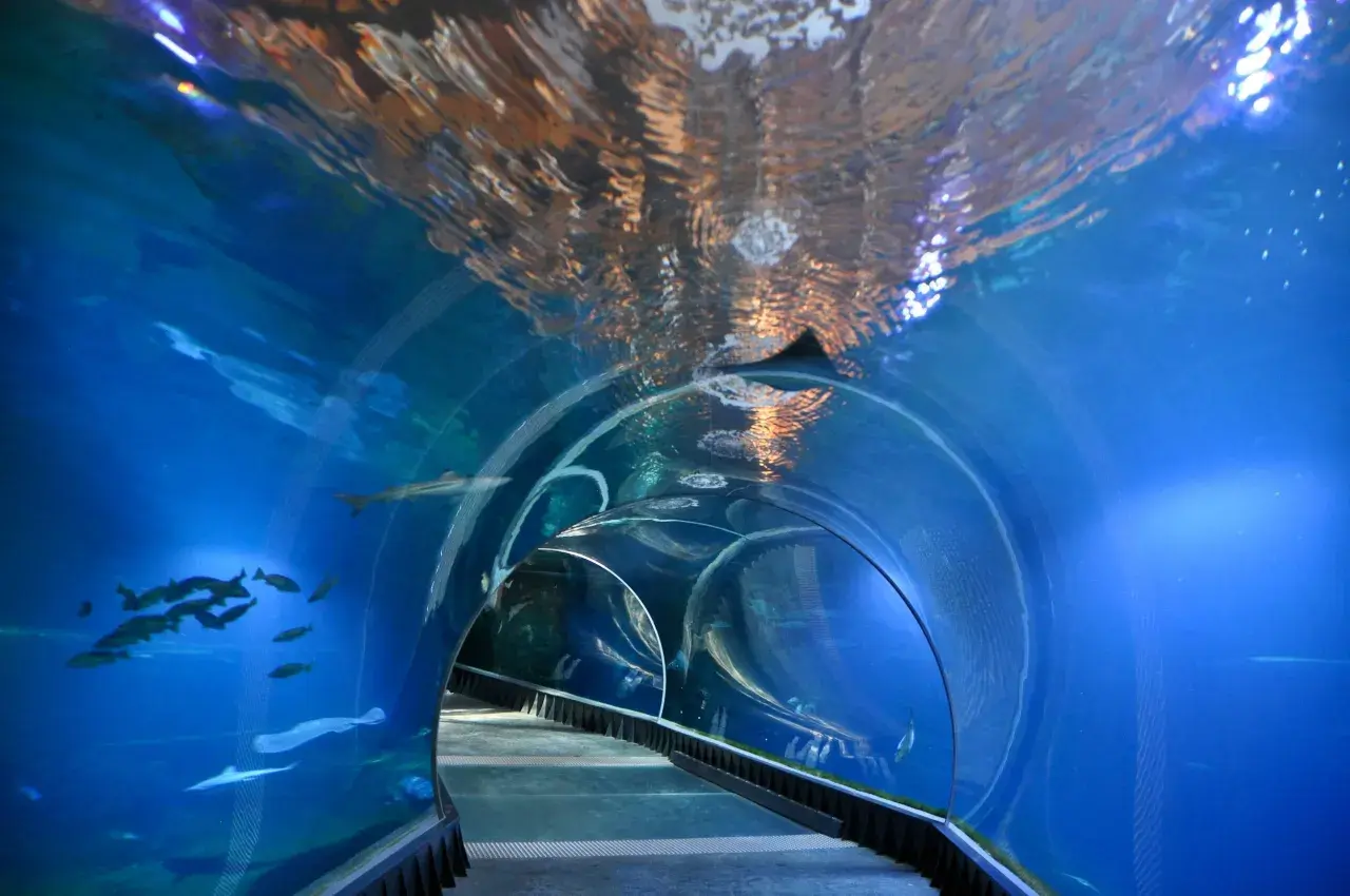 Podwodny tunel w akwarium, gdzie można podziwiać ryby i rekiny. Niezwykłe wrocławskie atrakcje dla dorosłych.