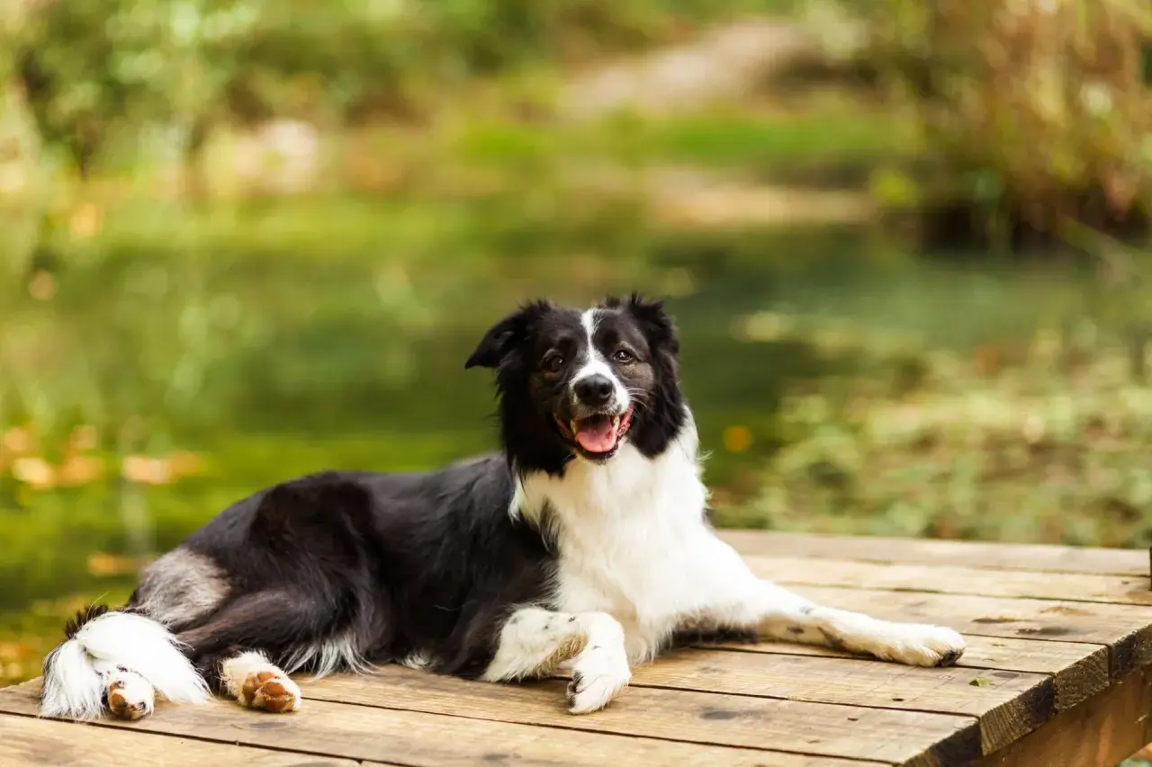 Szczęśliwy pies rasy border collie odpoczywa na drewnianym pomoście. Mazury z psem to idealny pomysł na wakacje.