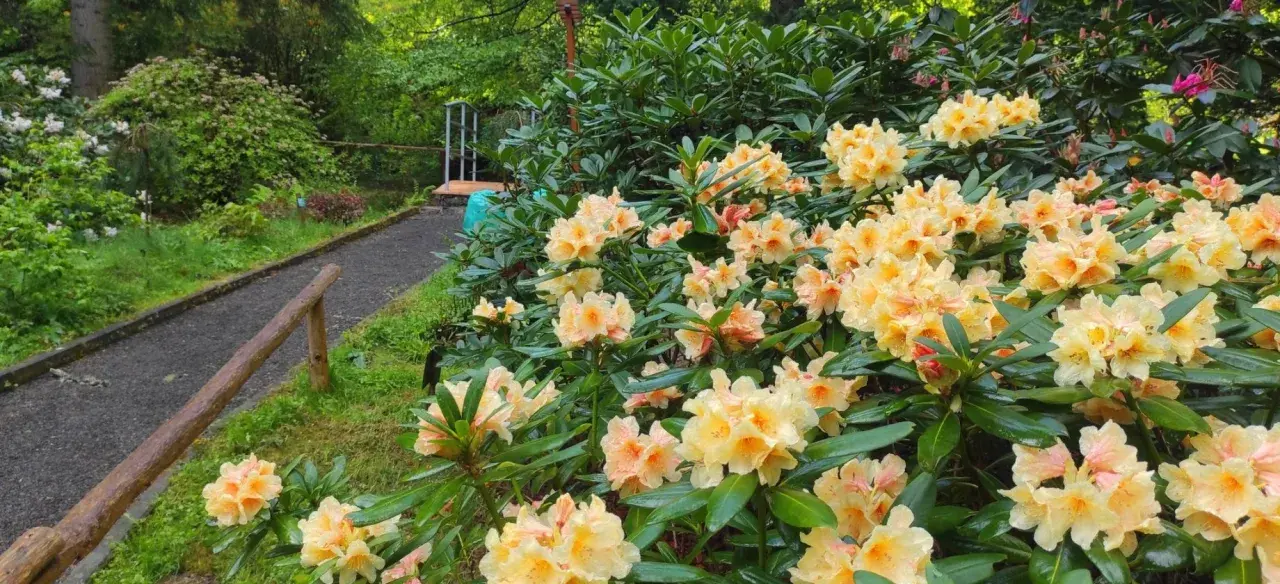 Kwiaty rododendronów w Arboretum Lądek Zdrój, ścieżka wśród zieleni.
