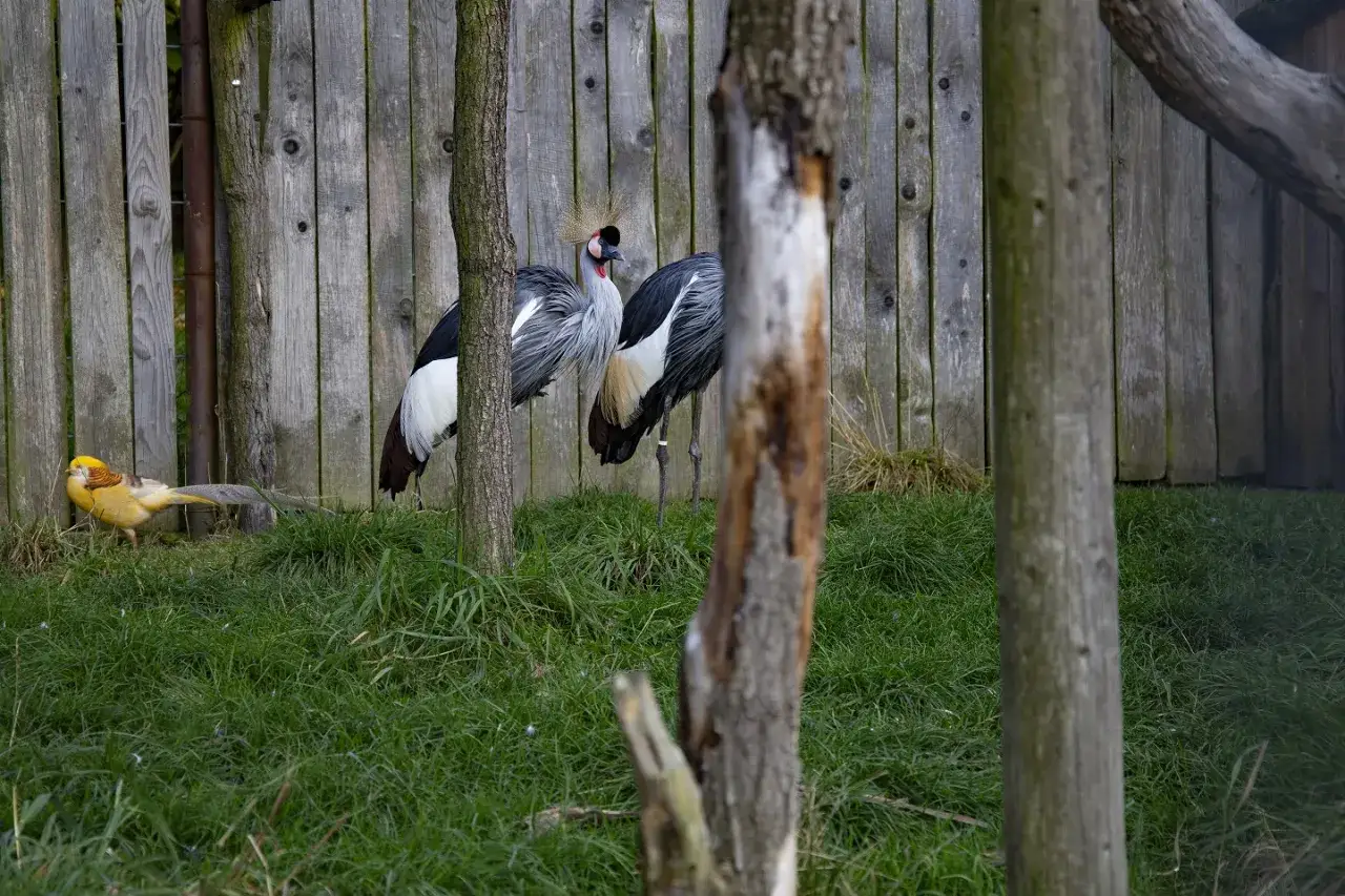 Dwa żurawie koronne i złoty bażant w zoo łączna.