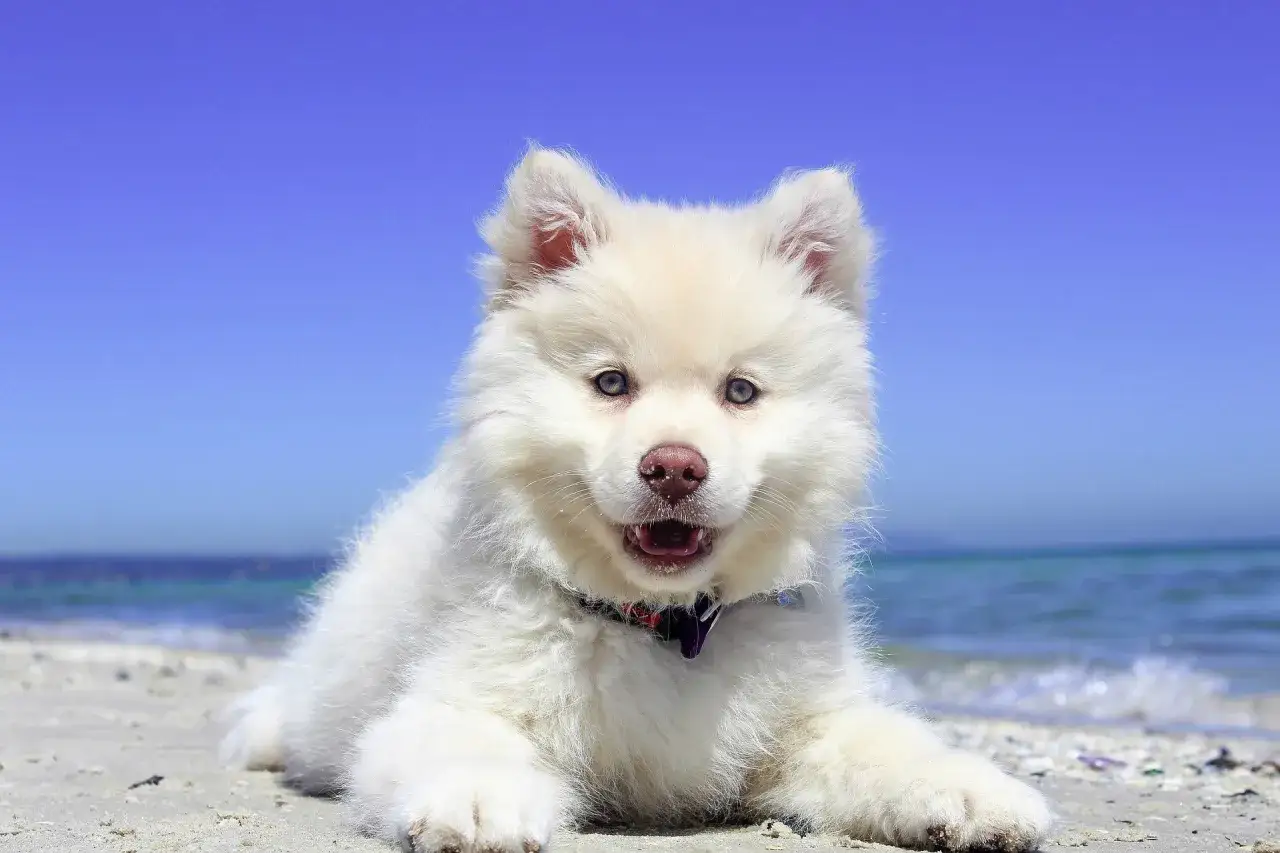 Szczeniak rasy husky z psem nad morze, leży na piaszczystej plaży, w tle błękitne niebo i morze.