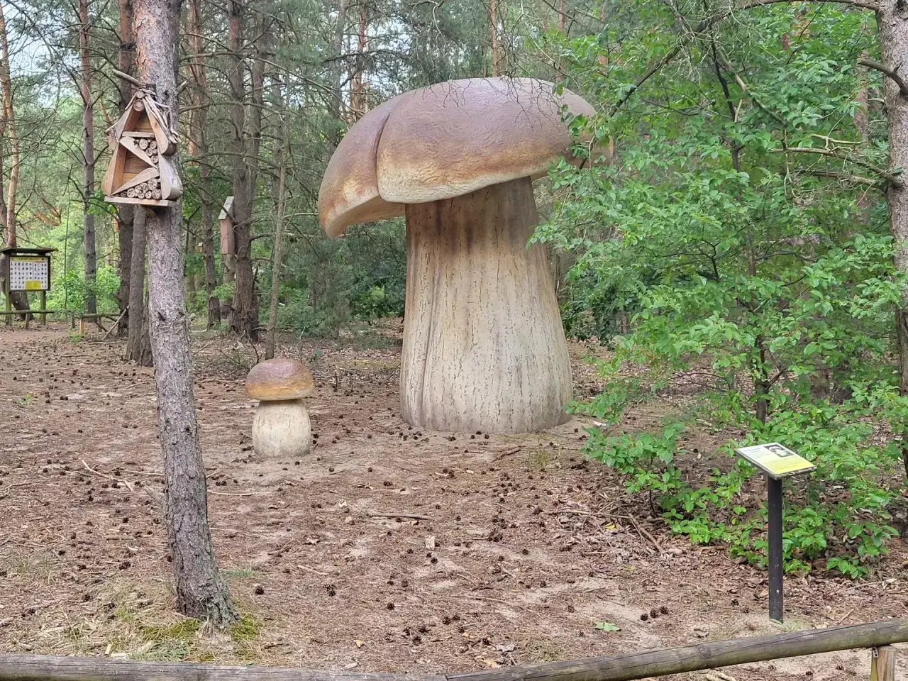 Gigantyczne grzyby w Puszczy Noteckiej, obok domku dla owad&oacute;w i tablicy informacyjnej.
