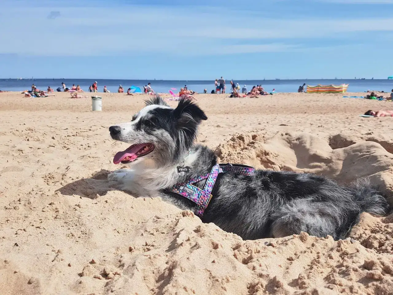 Szary piesek odpoczywa na piaszczystej plaży dla ps&oacute;w, ciesząc się słońcem i widokiem na morze.