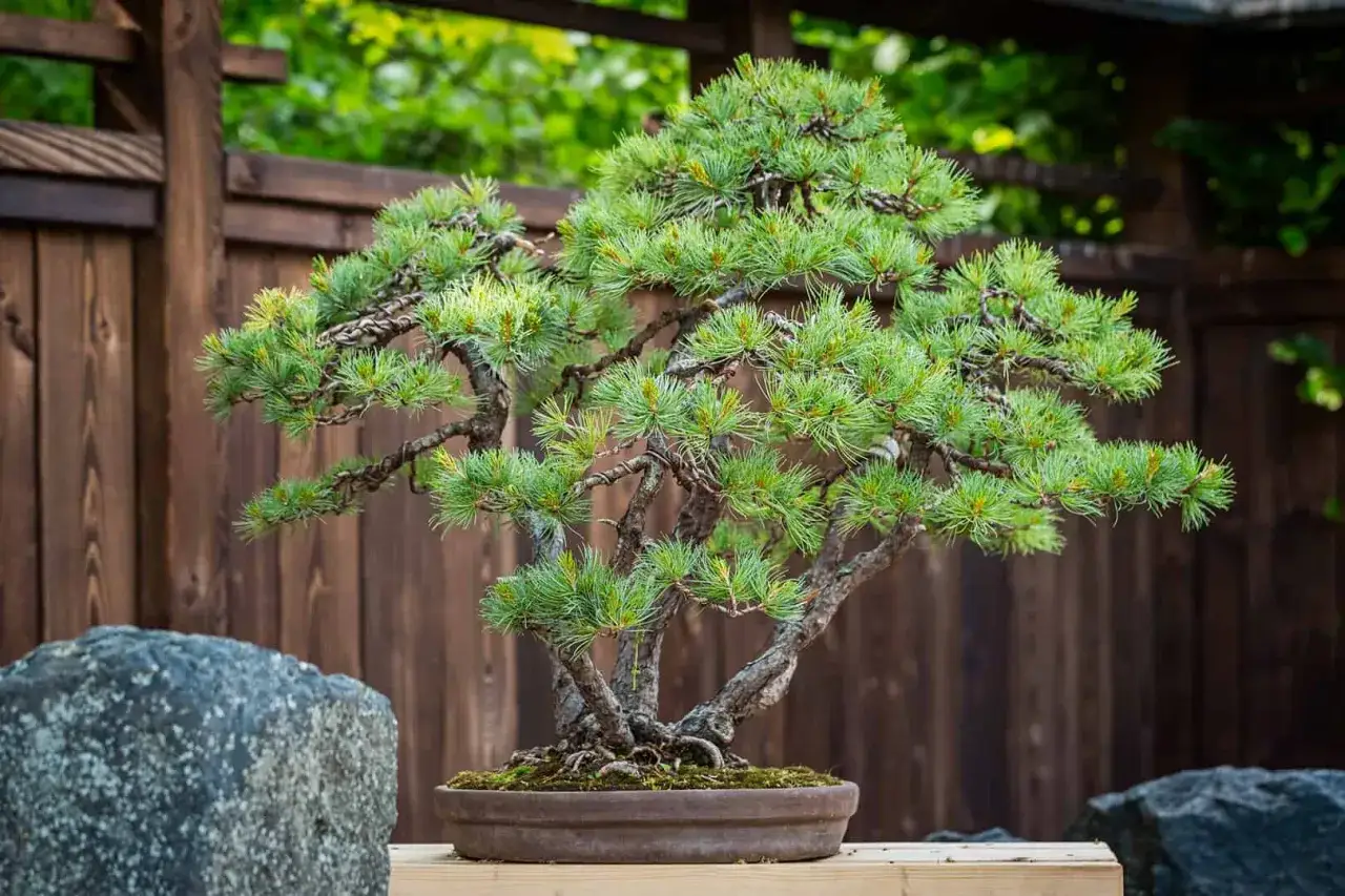 Piękny sosnowy bonsai, miniaturowe drzewko w donicy, jakby wyjęte z ogrodu w stylu mala japonia.