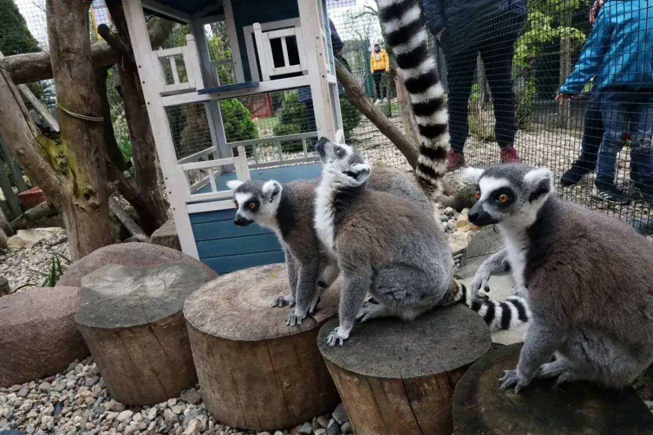 Lemury w mini zoo na Dolnym Śląsku, siedzące na pniach drzew, z zaciekawieniem obserwują zwiedzających.