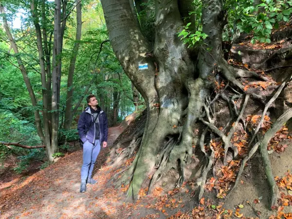 Mężczyzna podziwia potężne korzenie drzewa na szlaku. Jastrzębia Góra atrakcje to nie tylko plaża, ale i piękne leśne ścieżki.